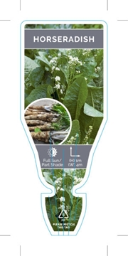 Picture of HERB HORSERADISH