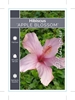 Picture of HIBISCUS APPLE BLOSSOM                                                                                                                                