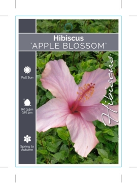 Picture of HIBISCUS APPLE BLOSSOM                                                                                                                                