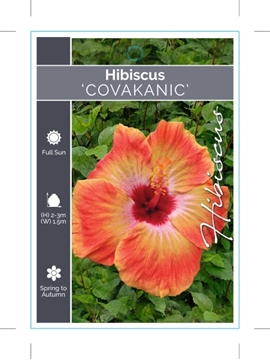 Picture of HIBISCUS COVAKANIC                                                                                                                                    