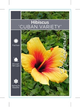 Picture of HIBISCUS CUBAN VARIETY