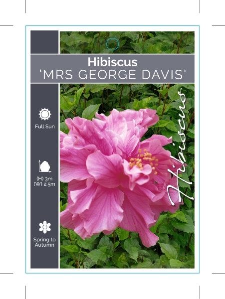 Picture of HIBISCUS MRS GEORGE DAVIS                                                                                                                             