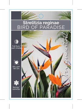 Picture of STRELITZIA REGINAE BIRD OF PARADISE                                                                                                                   