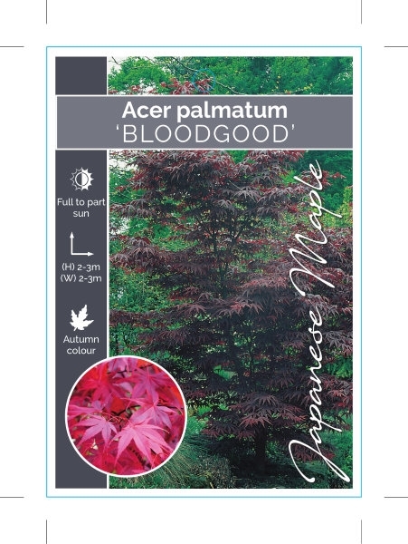 Picture of ACER PALMATUM BLOODGOOD JAPANESE MAPLE