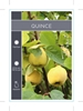Picture of FRUIT QUINCE (UNNAMED VARIETY)