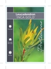 Picture of LEUCADENDRON INCA GOLD                                                                                                                                