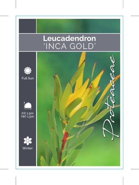 Picture of LEUCADENDRON INCA GOLD                                                                                                                                