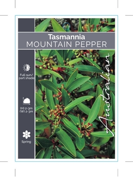Picture of TASMANNIA LANCEOLATA MOUNTAIN PEPPER                                                                                                                  