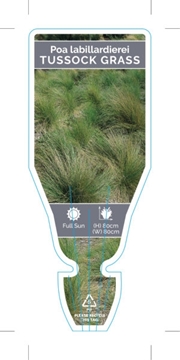Picture of POA LABILLARDIEREI LARGE TUSSOCK GRASS                                                                                                                