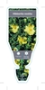 Picture of HIBBERTIA VESTITA                                                                                                                                   