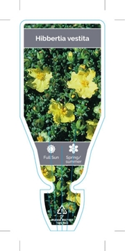 Picture of HIBBERTIA VESTITA                                                                                                                                   
