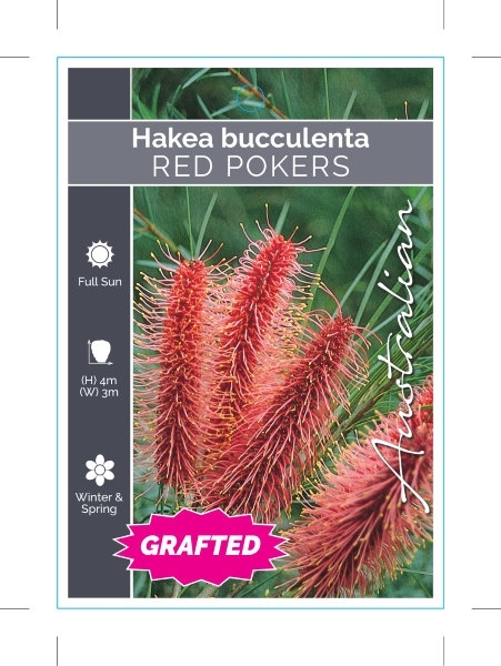 Picture of HAKEA BUCCULENTA GRAFTED RED POKERS                                                                                                                   