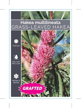Picture of HAKEA MULTILINEATA GRAFTED                                                                                                                            