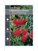 Picture of CALLISTEMON CITRINUS SPLENDENS SYN ENDEAVOUR                                                                                                             