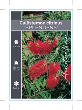 Picture of CALLISTEMON CITRINUS SPLENDENS SYN ENDEAVOUR                                                                                                             