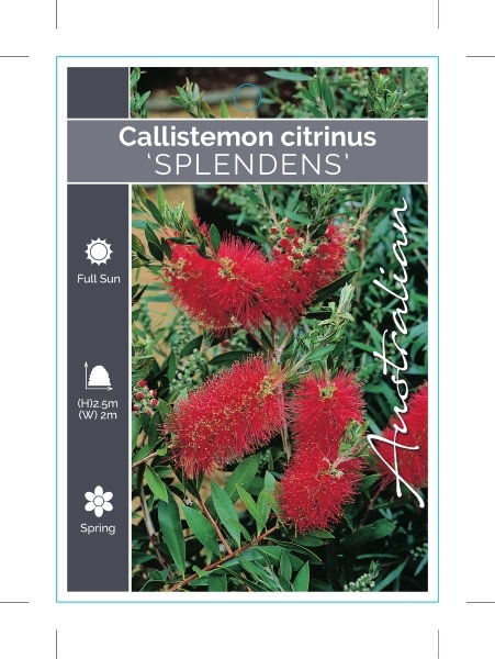 Picture of CALLISTEMON CITRINUS SPLENDENS SYN ENDEAVOUR                                                                                                             