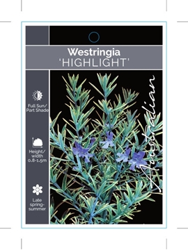 Picture of WESTRINGIA HIGHLIGHT                                                                                                                                  