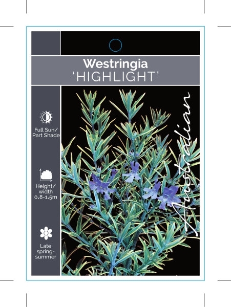 Picture of WESTRINGIA HIGHLIGHT                                                                                                                                  