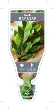Picture of HERB BAY LEAF (Laurus nobilis)                                                                                                                        
