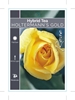 Picture of ROSE HOLTERMANNS GOLD (HT)                                                                                                                            