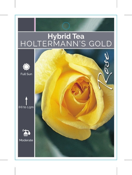 Picture of ROSE HOLTERMANNS GOLD (HT)                                                                                                                            