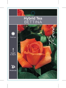Picture of ROSE BETTINA (HT)                                                                                                                                     