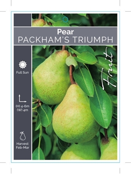 Picture of FRUIT PEAR PACKHAMS TRIUMPH (HERITAGE) Jumbo Tag                                                                                                      