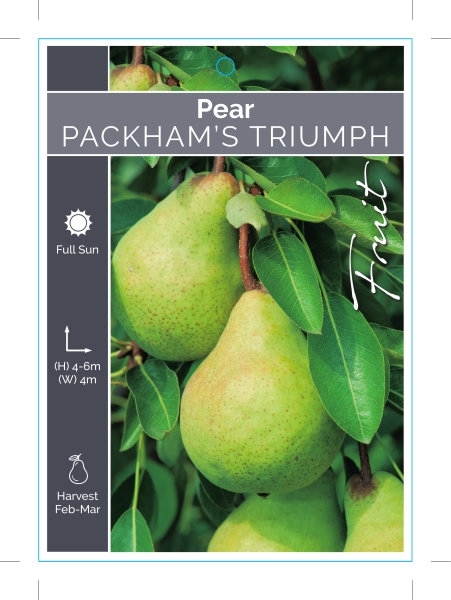 Picture of FRUIT PEAR PACKHAMS TRIUMPH (HERITAGE) Jumbo Tag                                                                                                      
