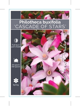 Picture of PHILOTHECA BUXIFOLIA CASCADE OF STARS                                                                                                                 