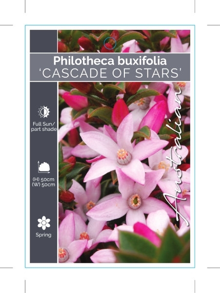 Picture of PHILOTHECA BUXIFOLIA CASCADE OF STARS                                                                                                                 