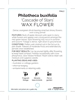 Picture of PHILOTHECA BUXIFOLIA CASCADE OF STARS                                                                                                                 