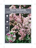 Picture of MALUS FLORIBUNDA SHOWY CRAB APPLE                                                                                                                     