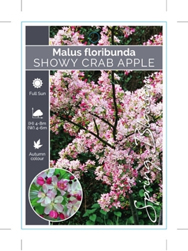 Picture of MALUS FLORIBUNDA SHOWY CRAB APPLE                                                                                                                     