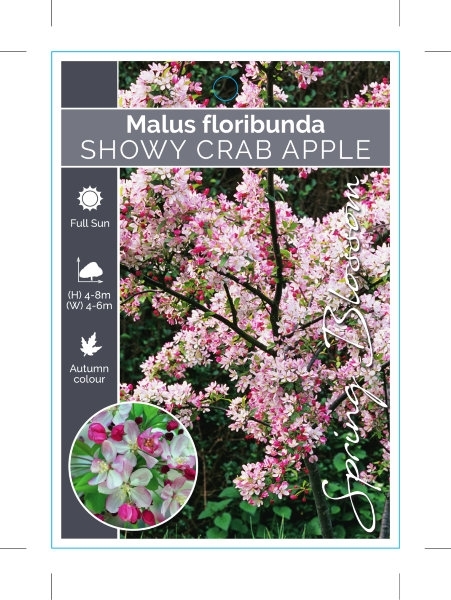 Picture of MALUS FLORIBUNDA SHOWY CRAB APPLE                                                                                                                     