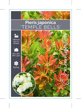 Picture of PIERIS JAPONICA TEMPLE BELLS                                                                                                                          