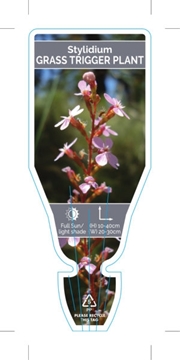 Picture of STYLIDIUM GRAMINIFOLIUM GRASS TRIGGER PLANT                                                                                                           