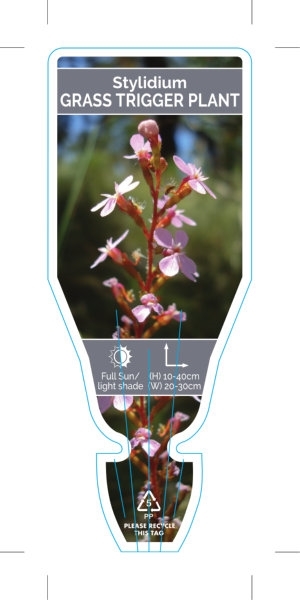 Picture of STYLIDIUM GRAMINIFOLIUM GRASS TRIGGER PLANT                                                                                                           