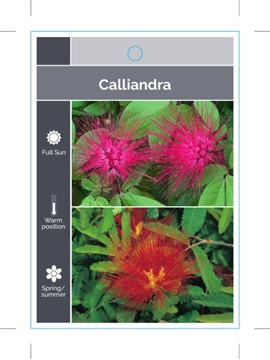 Picture of CALLIANDRA MIXED PICTURE (TICK BOXES)