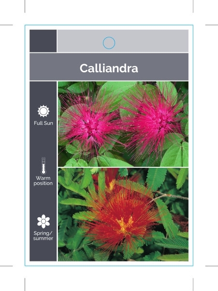 Picture of CALLIANDRA MIXED PICTURE (TICK BOXES)