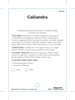Picture of CALLIANDRA MIXED PICTURE (TICK BOXES)