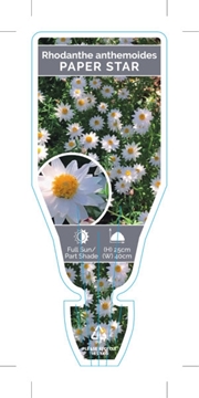 Picture of RHODANTHE ANTHEMOIDES PAPER STAR