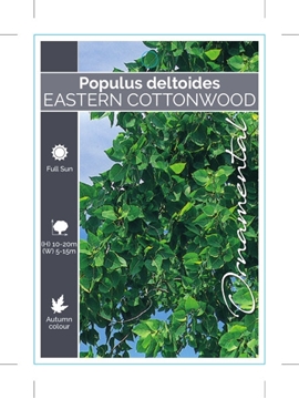 Picture of POPULUS DELTOIDES COTTONWOOD OR NECKLACE                                                                                                              