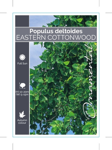 Picture of POPULUS DELTOIDES COTTONWOOD OR NECKLACE                                                                                                              