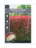 Picture of PHOTINIA FRASERI ROBUSTA                                                                                                                              