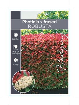 Picture of PHOTINIA FRASERI ROBUSTA                                                                                                                              