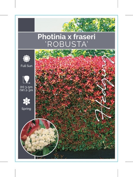 Picture of PHOTINIA FRASERI ROBUSTA                                                                                                                              