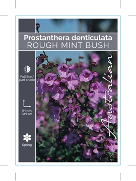 Picture of PROSTANTHERA DENTICULATA                                                                                                                              