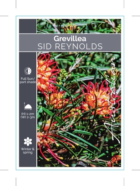 Picture of GREVILLEA SID REYNOLDS                                                                                                                                