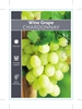 Picture of FRUIT GRAPE WINE CHARDONNAY                                                                                                                           