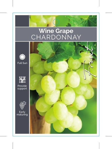 Picture of FRUIT GRAPE WINE CHARDONNAY                                                                                                                           